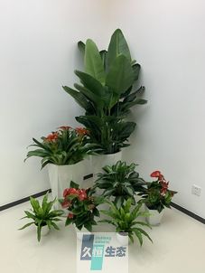 瑶海办公室花卉绿植租摆简约组合